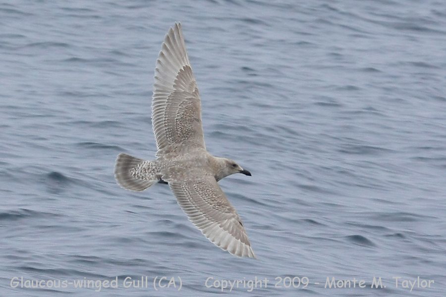 Glaucous-winged Gull -winter 1st cycle- (California)