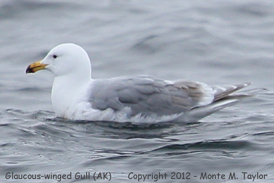 Glaucous-winged Gull -spring 3rd cycle- (Alaska)
