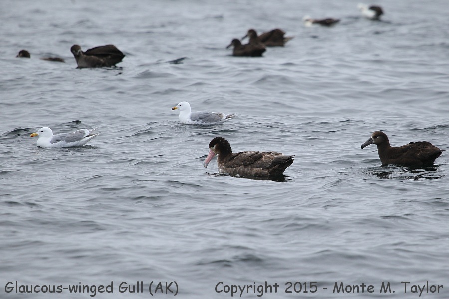 Glaucous-winged Gull [leftmost bird]  -spring- (Alaska)