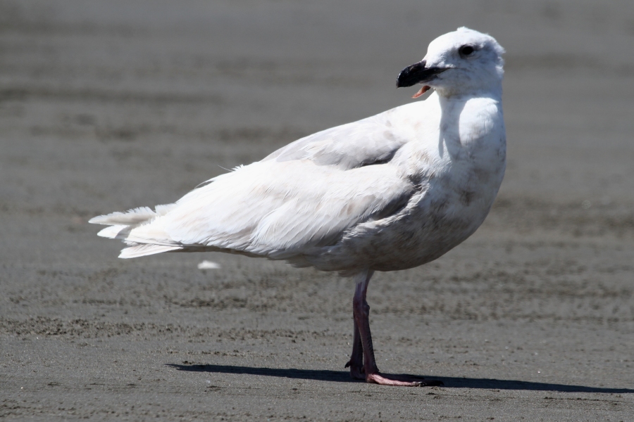 Glaucous-winged Gull -spring- (Oregon)
