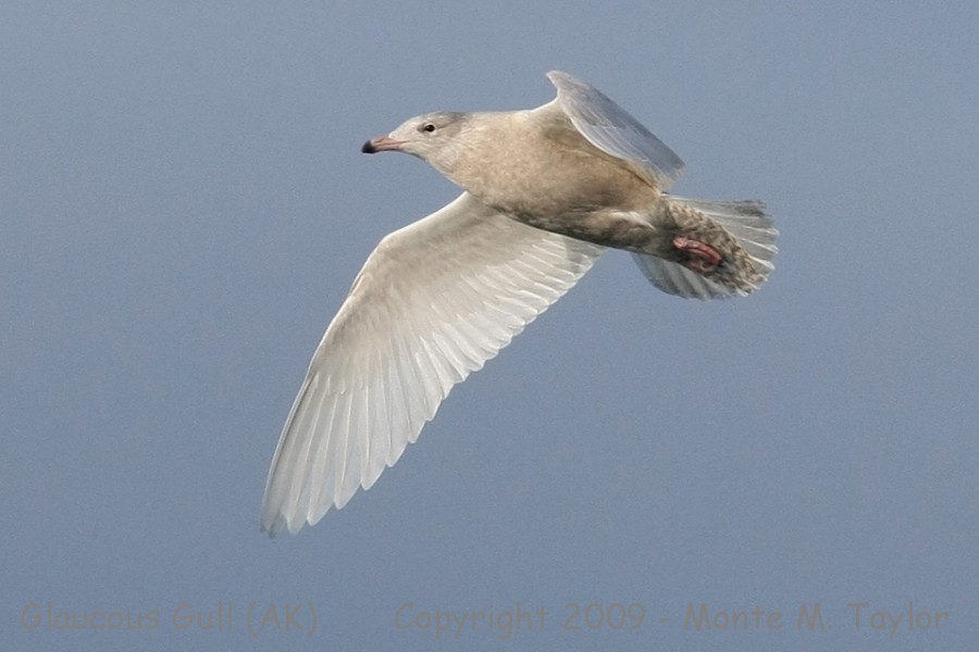 Glaucous Gull -summer 1st cycle- (Gambell, St. Lawrence Island,  Alaska)