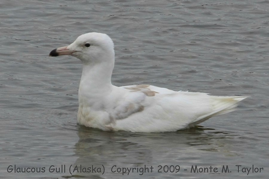 Glaucous Gull -spring 1st cycle- (Nome, Alaska)