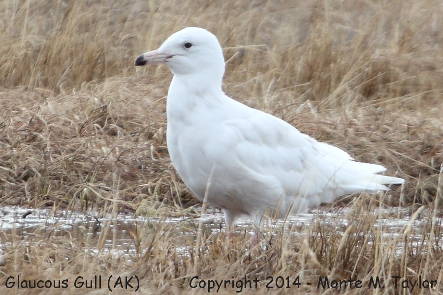 Glaucous Gull -spring 1st cycle- (Barrow, Alaska)