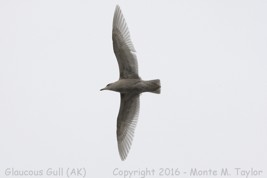 Glaucous Gull -summer 1st cycle- (Gambell, St. Lawrence Island, Alaska)