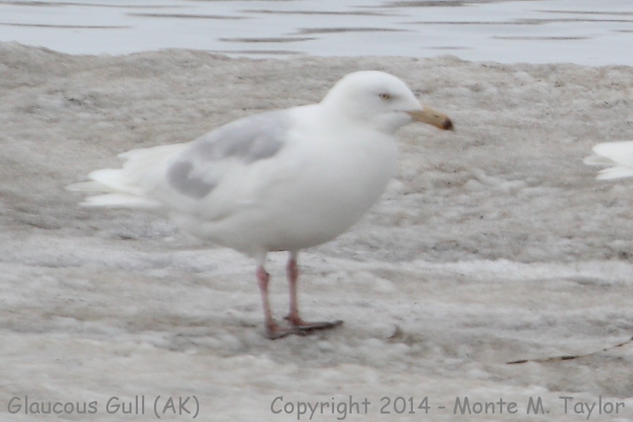 Glaucous Gull -spring 3rd cycle- (Barrow, Alaska)