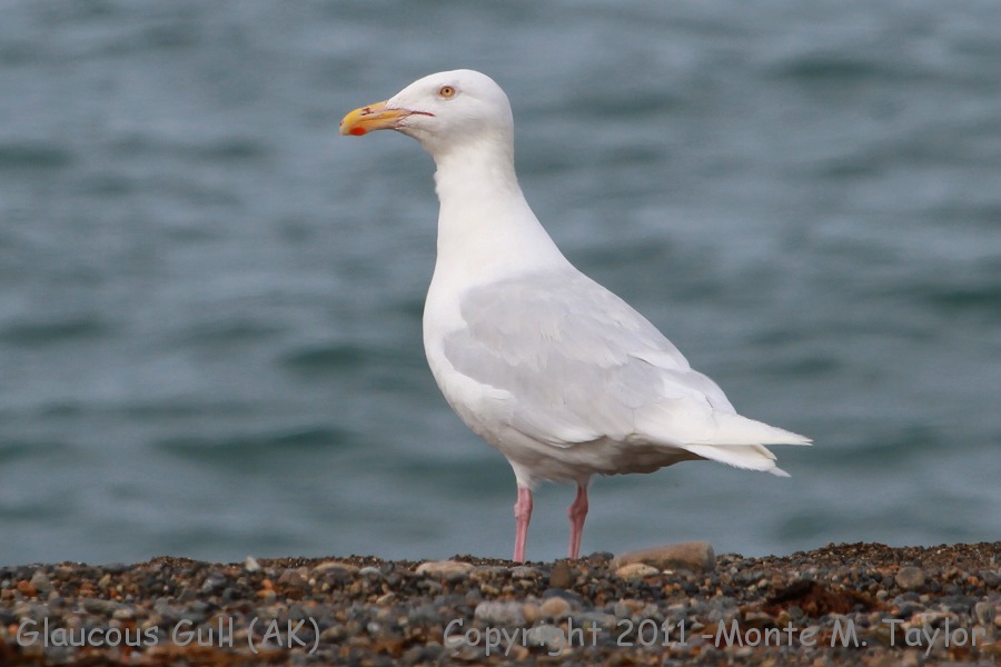 Glaucous Gull -summer- (Gambell, St. Lawrence Island, Alaska)