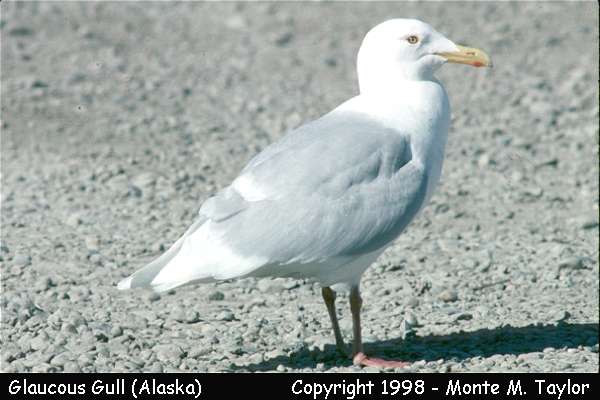 Glaucous Gull -spring adult- (Barrow, Alaska)