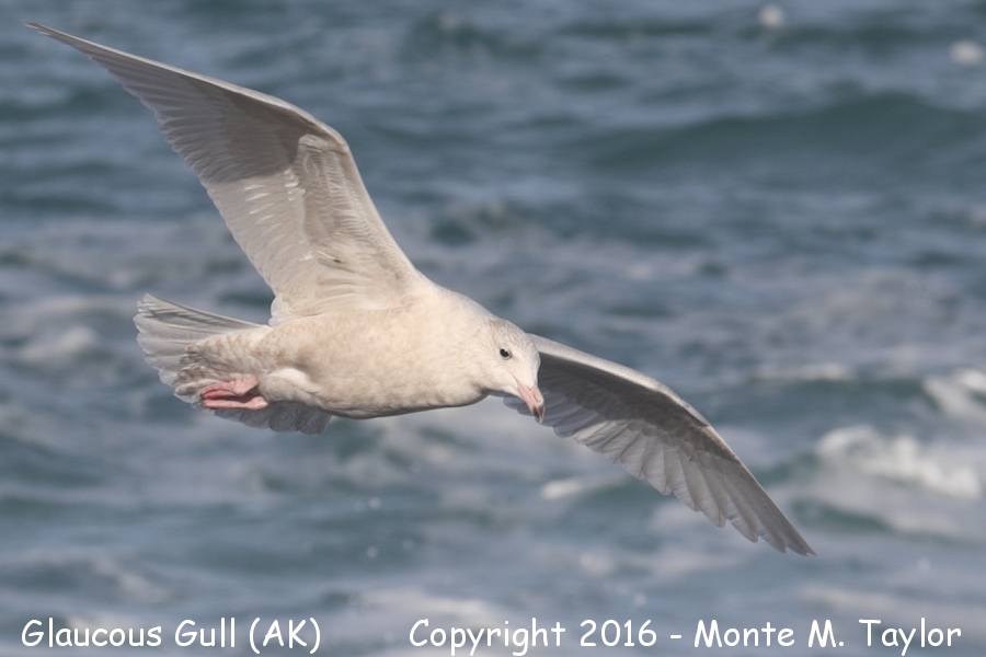 Glaucous Gull -summer 1st cycle- (Gambell, St. Lawrence Island, Alaska)