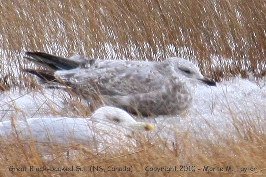 Great Black-backed Gull -winter 1st cycle- (Nova Scotia, Canada)