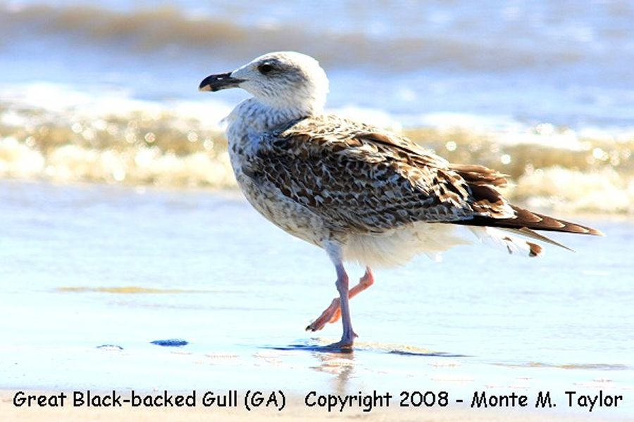 Great Black-backed Gull -1st year winter- (Georgia)