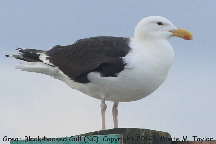 Great Black-backed Gull -summer adult- (North Carolina)
