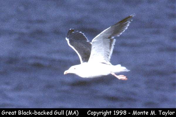 Great Black-backed Gull -spring- (Massachusetts)