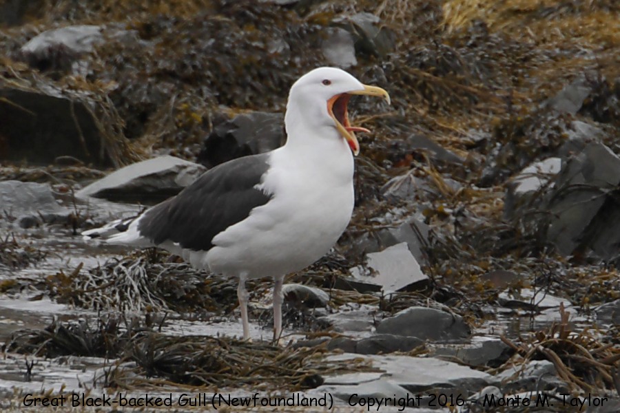Great Black-backed Gull -spring- (Newfoundland)