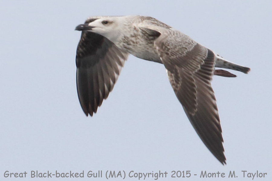 Great Black-backed Gull -summer- (Massachusetts)