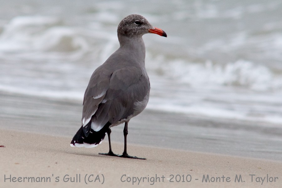 Heermann's Gull -summer 2nd year- (California)