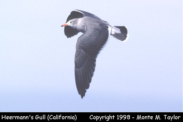 Heermann's Gull -winter- (California)