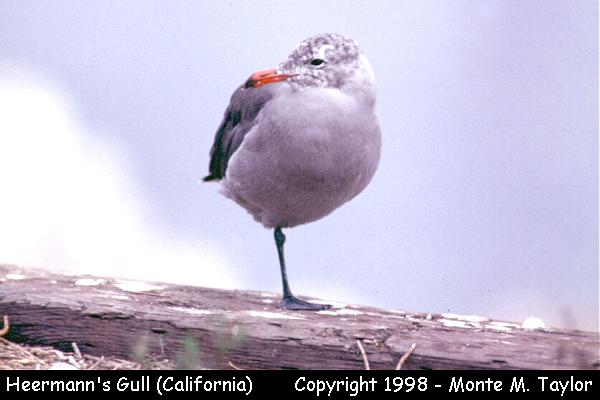 Heermann's Gull -winter- (California)