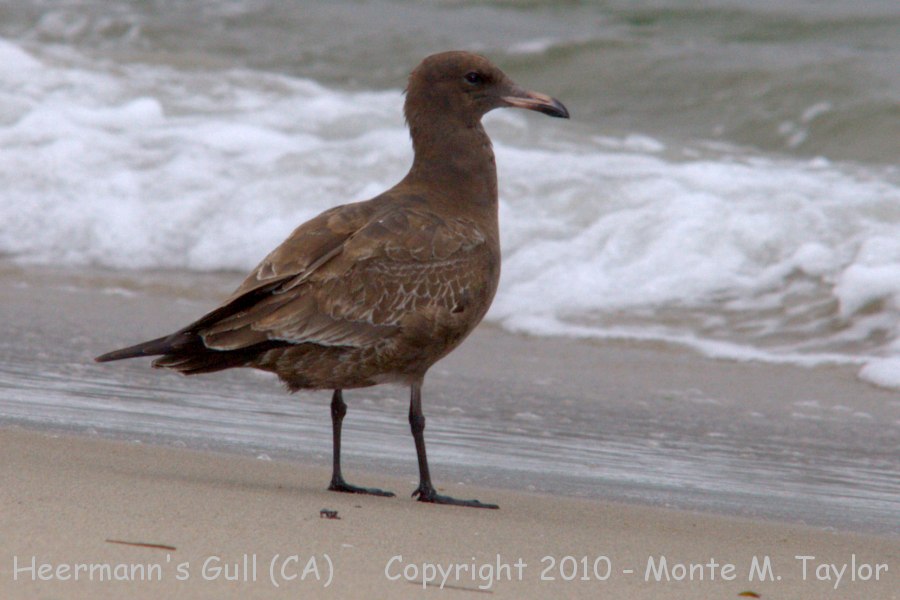 Heermann's Gull -summer 1st cycle- (California)