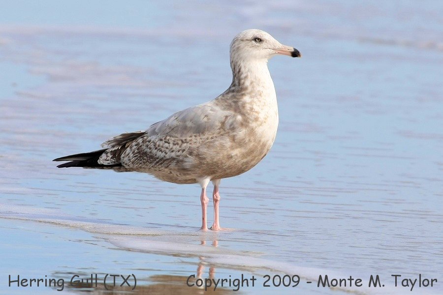 Herring Gull -winter 1st cycle- (Texas)