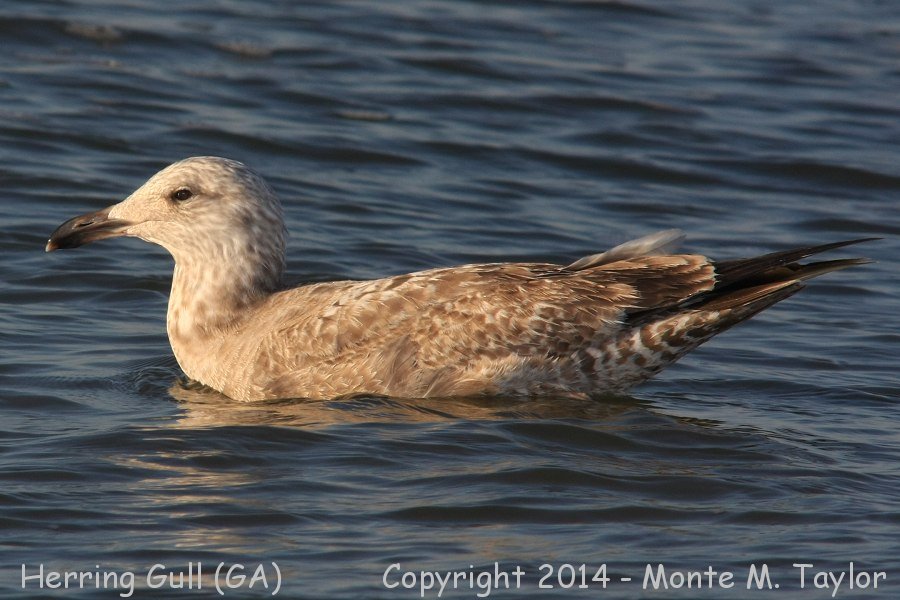 Herring Gull -winter 1st cycle- (Georgia)