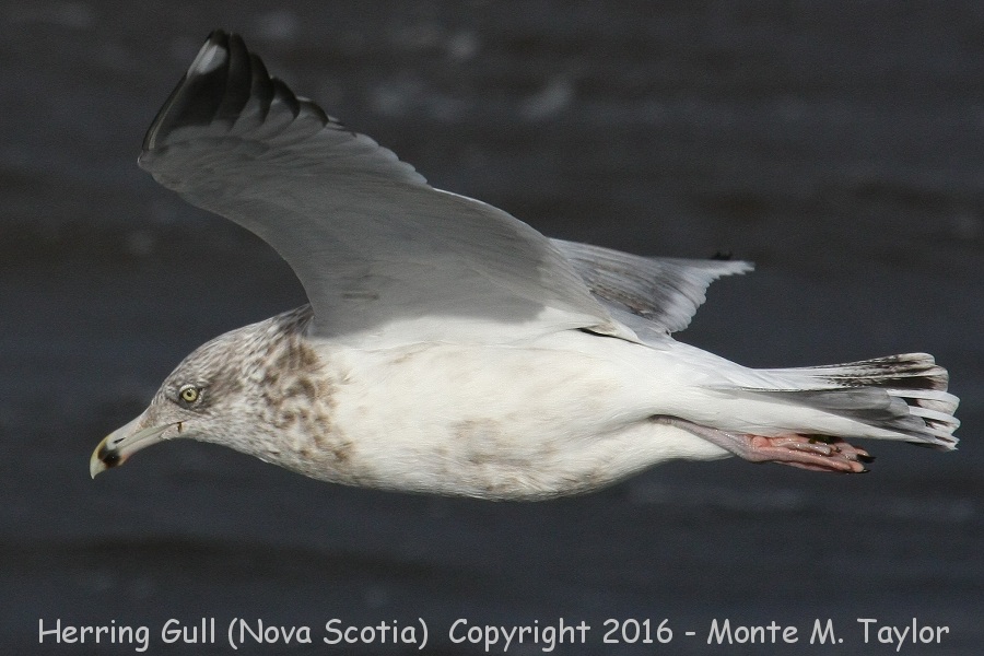 Herring Gull -winter 4th cycle- (Nova Scotia)
