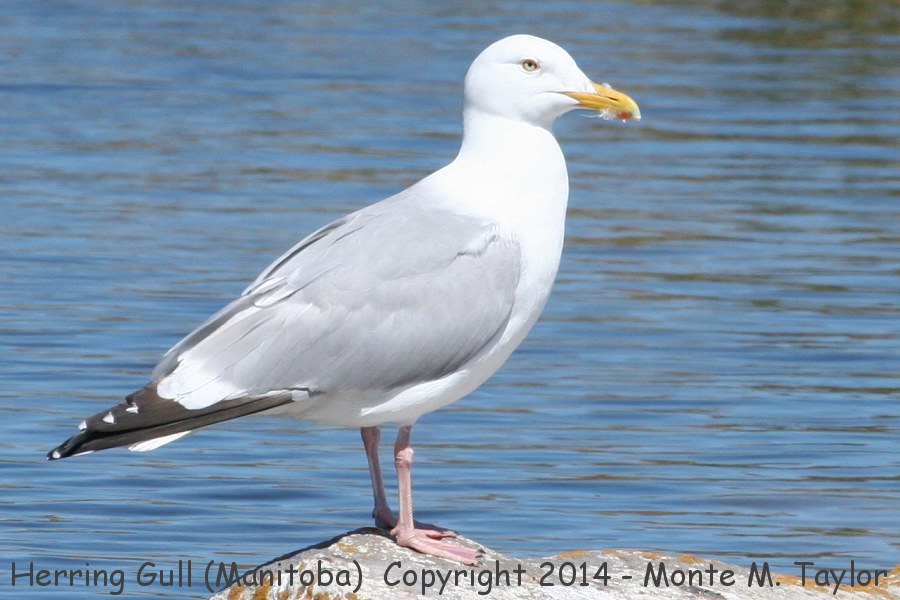 Herring Gull -summer adult- (Manitoba, Canada)
