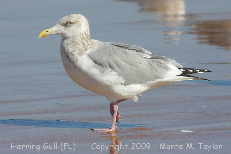Herring Gull -winter adult- (Florida)