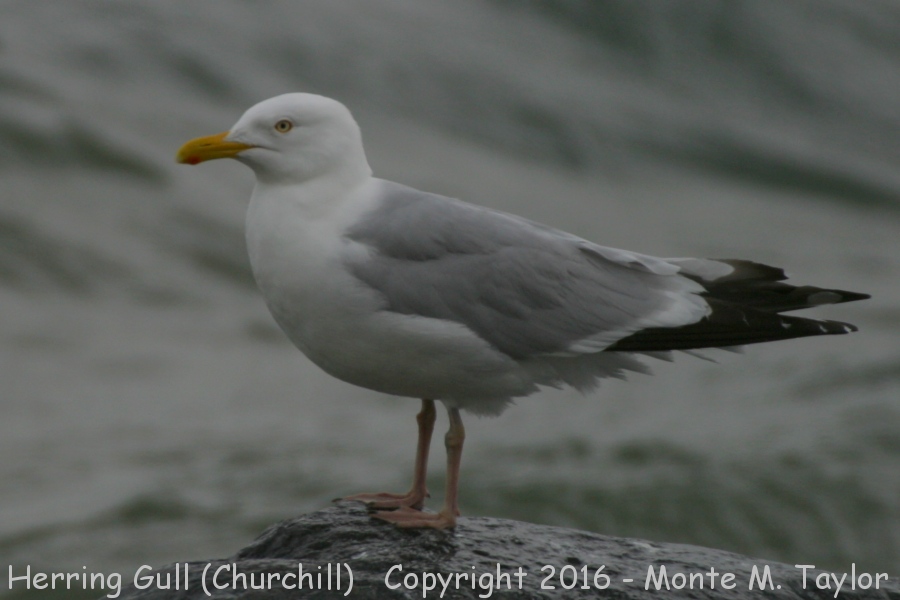 Herring Gull -summer adult- (Churchill, Manitoba)