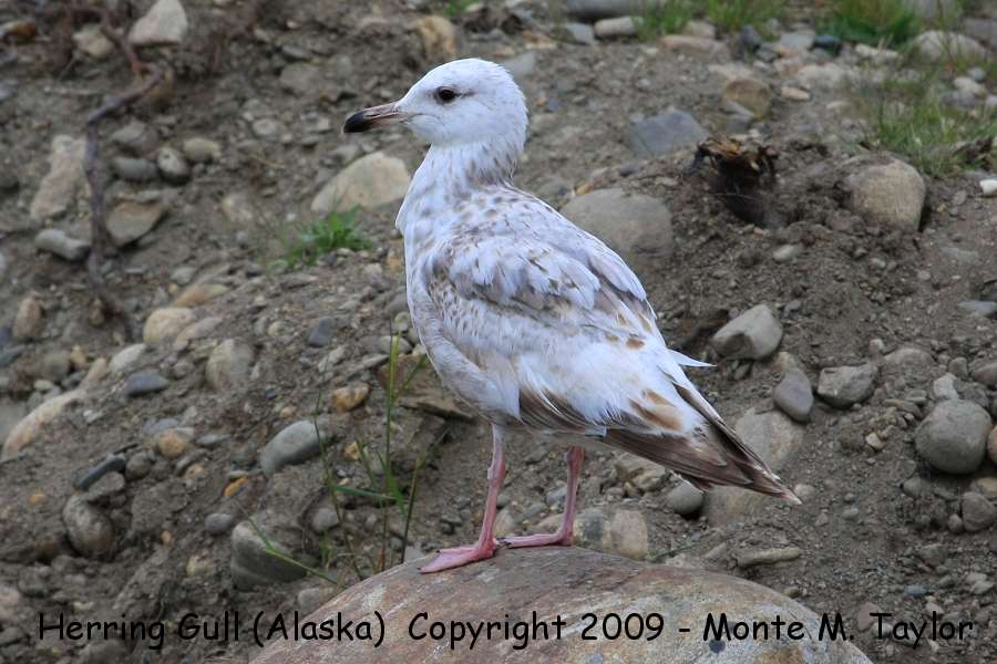 Herring (VEGA) Gull -2nd cycle summer- (Nome, Alaska)