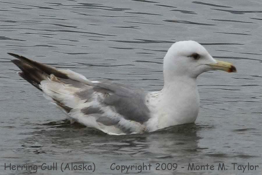 Herring (VEGA) Gull -2nd cycle summer- (Nome, Alaska)
