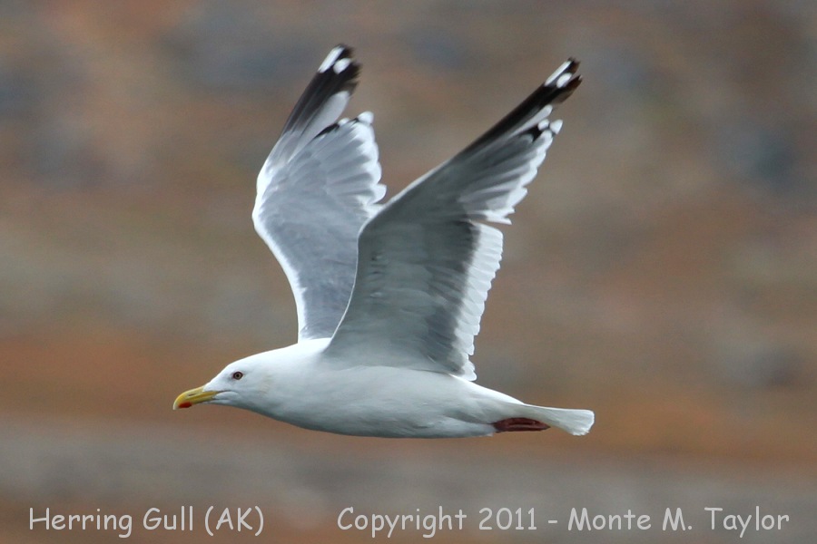 Herring Gull -fall adult vega- (Gambell, St. Lawrence Island, Alaska)