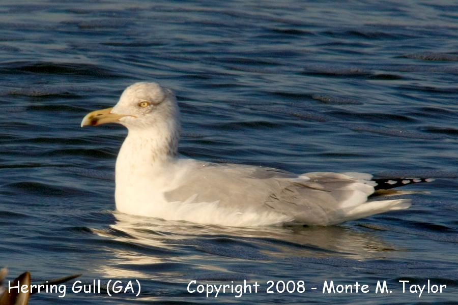 Herring Gull -winter adult- (Georgia)