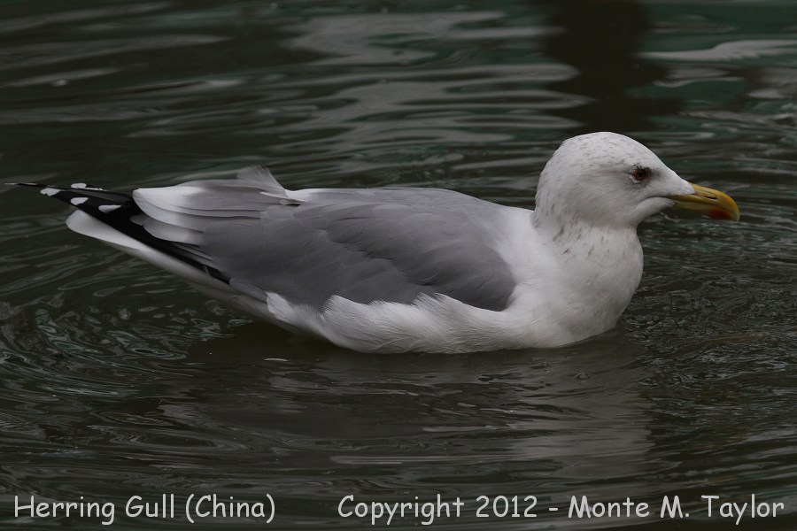 Herring Gull -winter adult- (China)