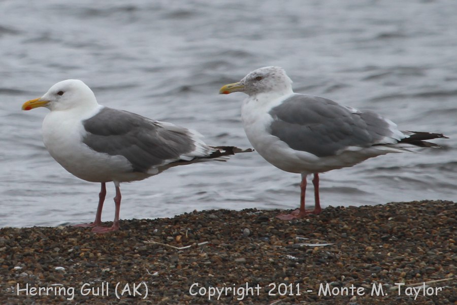 Herring Gull -fall adult- (Gambell, St. Lawrence Island, Alaska)