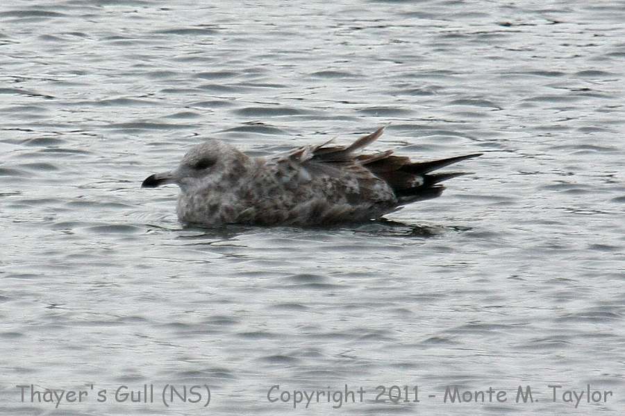 Iceland Gull -winter 2nd cycle- (Nova Scotia, Canada)