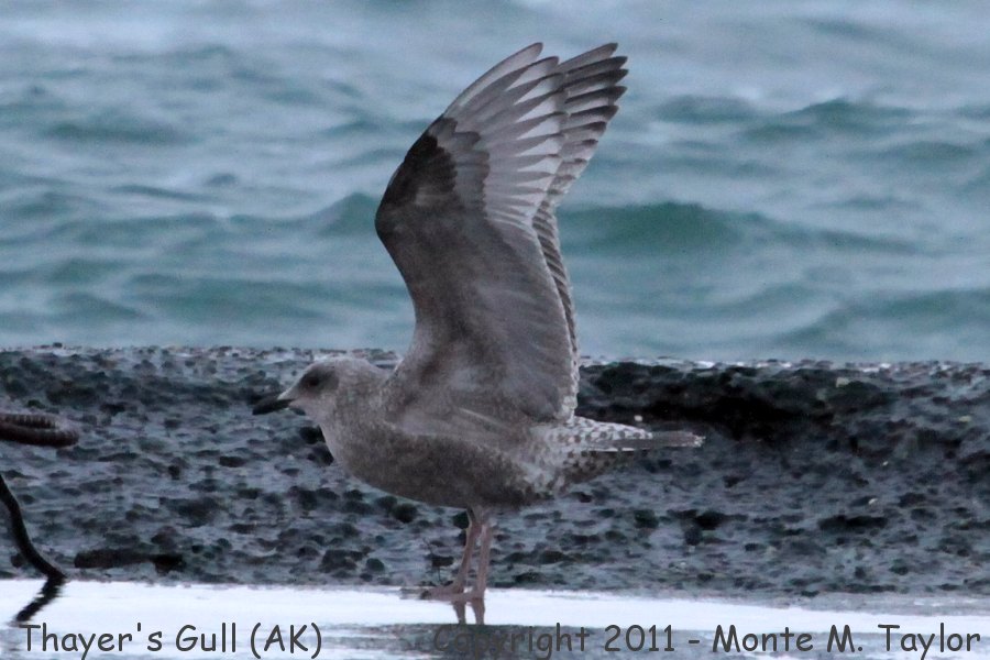 Iceland Gull -fall juvenile- (St. Paul Island, Pribilofs, Alaska)