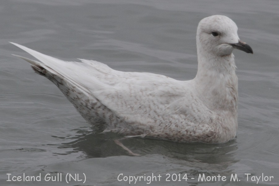 Iceland Gull -spring- (Newfoundland)