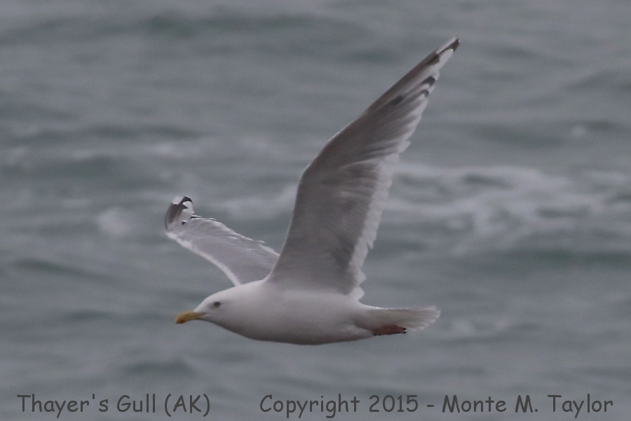 Iceland Gull -summer- (Gambell, St. Lawrence Island, Alaska)