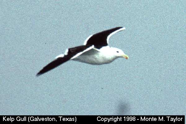 Kelp Gull -Feb 24th, 1996- (Galveston, Texas)