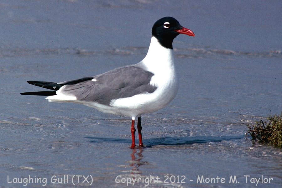 Laughing Gull -spring adult- (Texas)