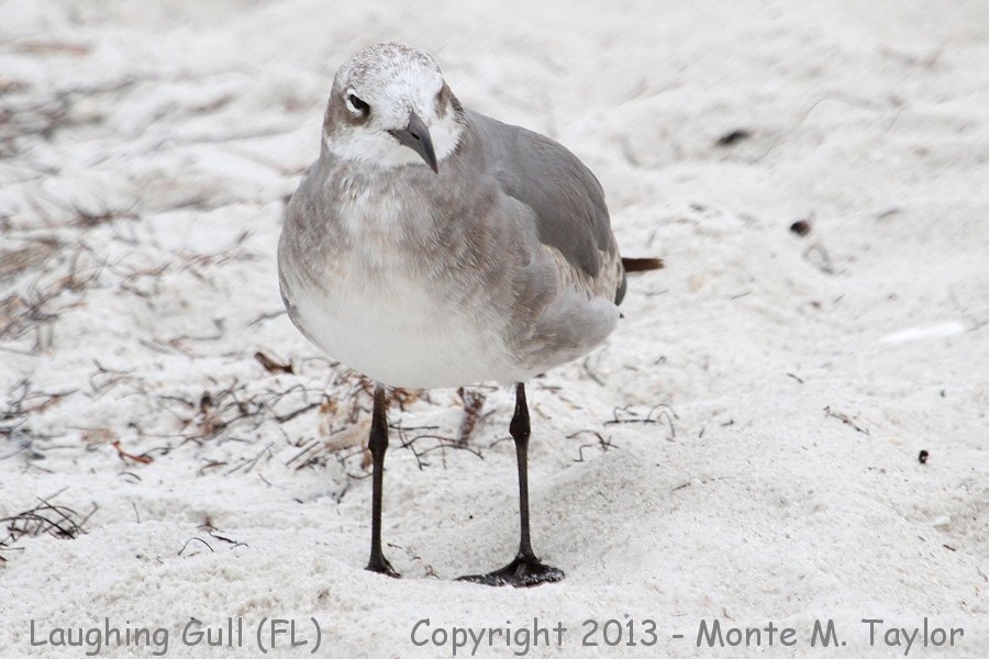 Laughing Gull -winter- (Florida)