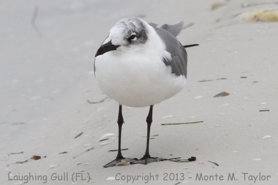 Laughing Gull -winter- (Florida)