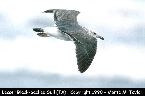 Lesser Black-backed Gull -2nd cycle spring- (Texas)