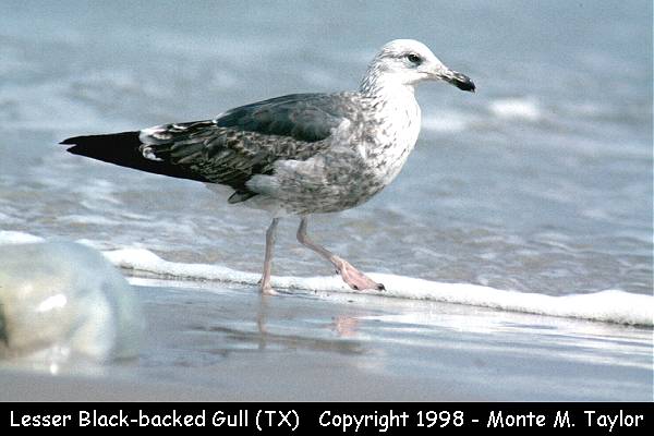 Lesser Black-backed Gull -2nd cycle winter- (Texas)