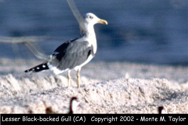 Lesser Black-backed Gull -adult winter- (California)