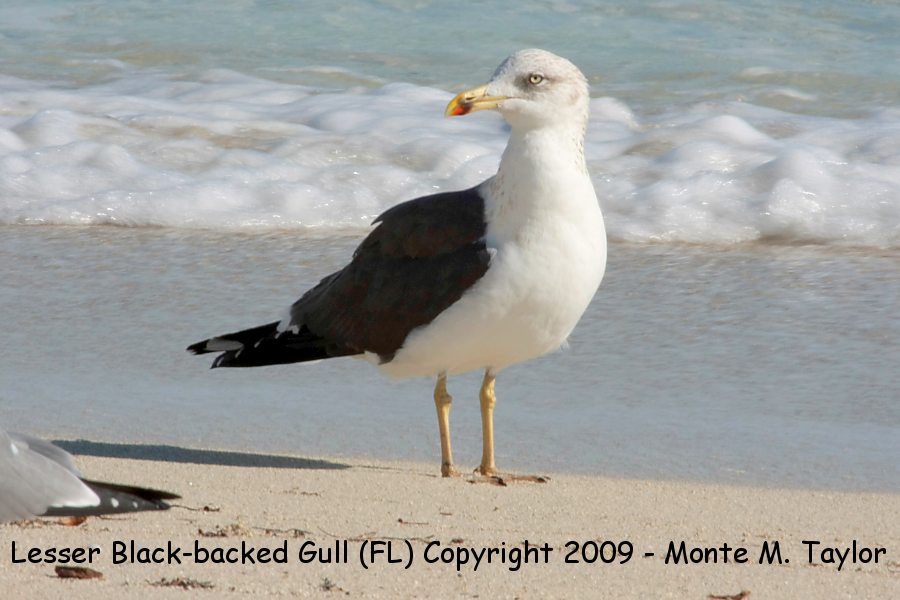Lesser Black-backed Gull -winter adult- (Florida)