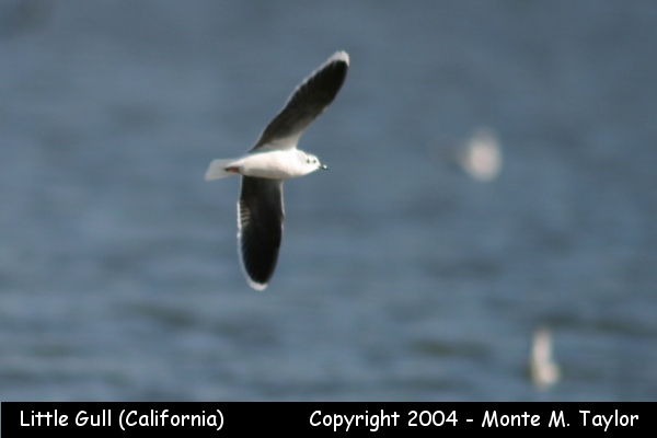 Little Gull -winter adult Jan 6th, 2004- (Prado Basin, California)