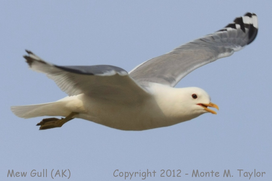 Mew Gull -spring adult- (Alaska)