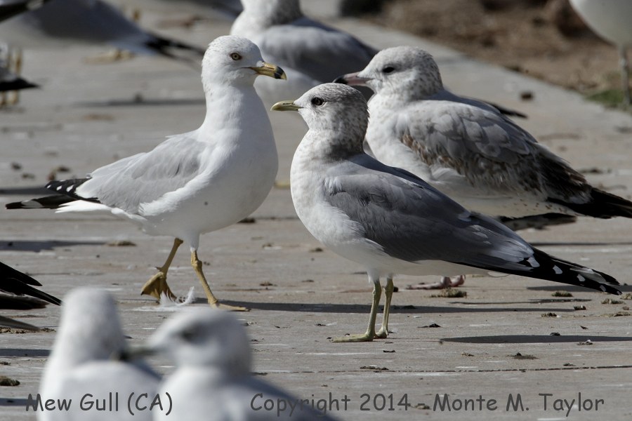 Ring-billed Gull -winter adult on left- (California)