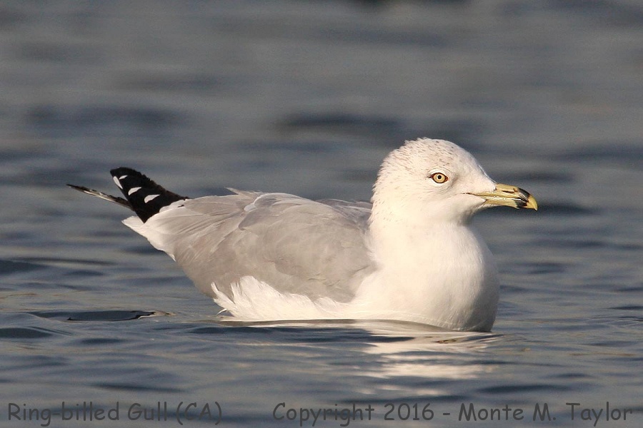 Ring-billed Gull- winter- (California)